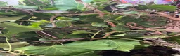 Stick Insects invertebrates for sale: Sunny stick insects (Free) - Advert 2
