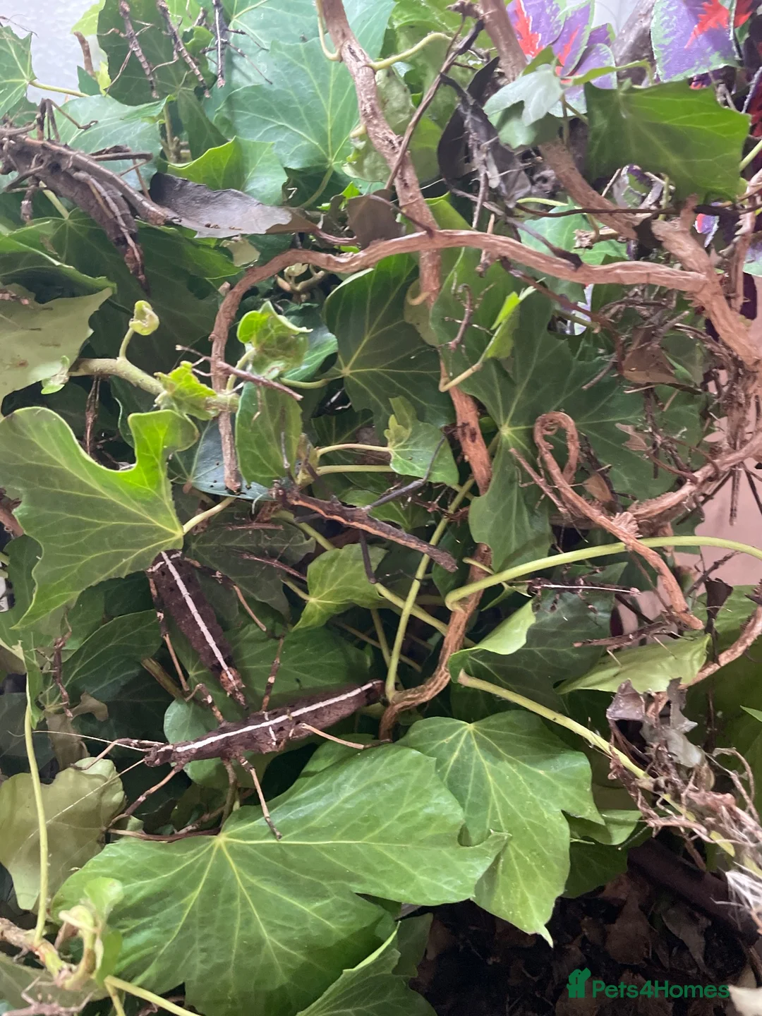 Stick Insects invertebrates for sale: Sunny stick insects (Free) - Advert 2