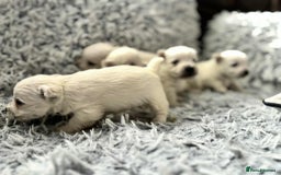 West Highland Terrier dogs for sale: West Highland  White Terrier Puppies  - Image 7