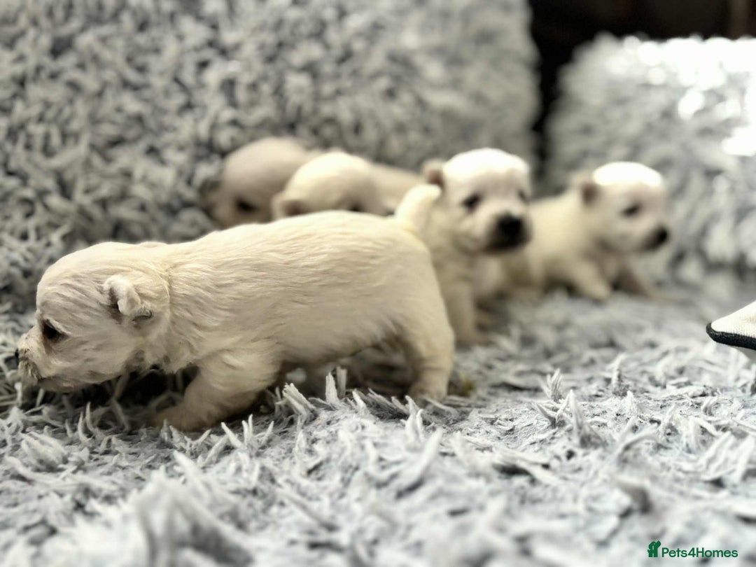 West Highland Terrier dogs for sale: West Highland  White Terrier Puppies  - Image 7