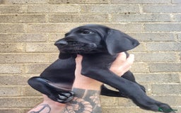 German Wirehaired Pointer dogs for sale: German Wirehaired Pointer puppies! - Image 12