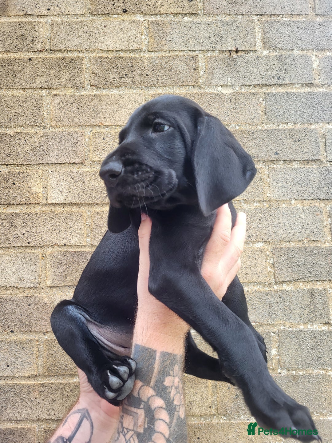 German Wirehaired Pointer dogs for sale: German Wirehaired Pointer puppies! - Image 12