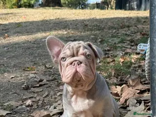 French Bulldog dogs Top quality French bulldogs - Advert 10
