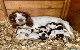 Sprocker dogs for sale: Merle, Chocolate & white spaniels  - Image 1