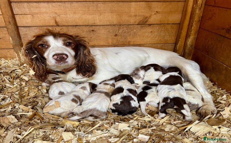 Sprocker dogs - Advert 15