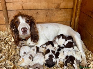 Sprocker dogs - Advert 8