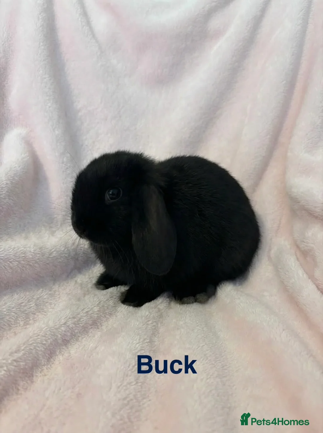 Mini Lop rabbits for sale: Baby Mini Lops 8 weeks old  in Bristol - Advert 2