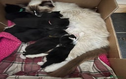 Ragdoll cats for sale: Ragdoll X kittens - Image 3