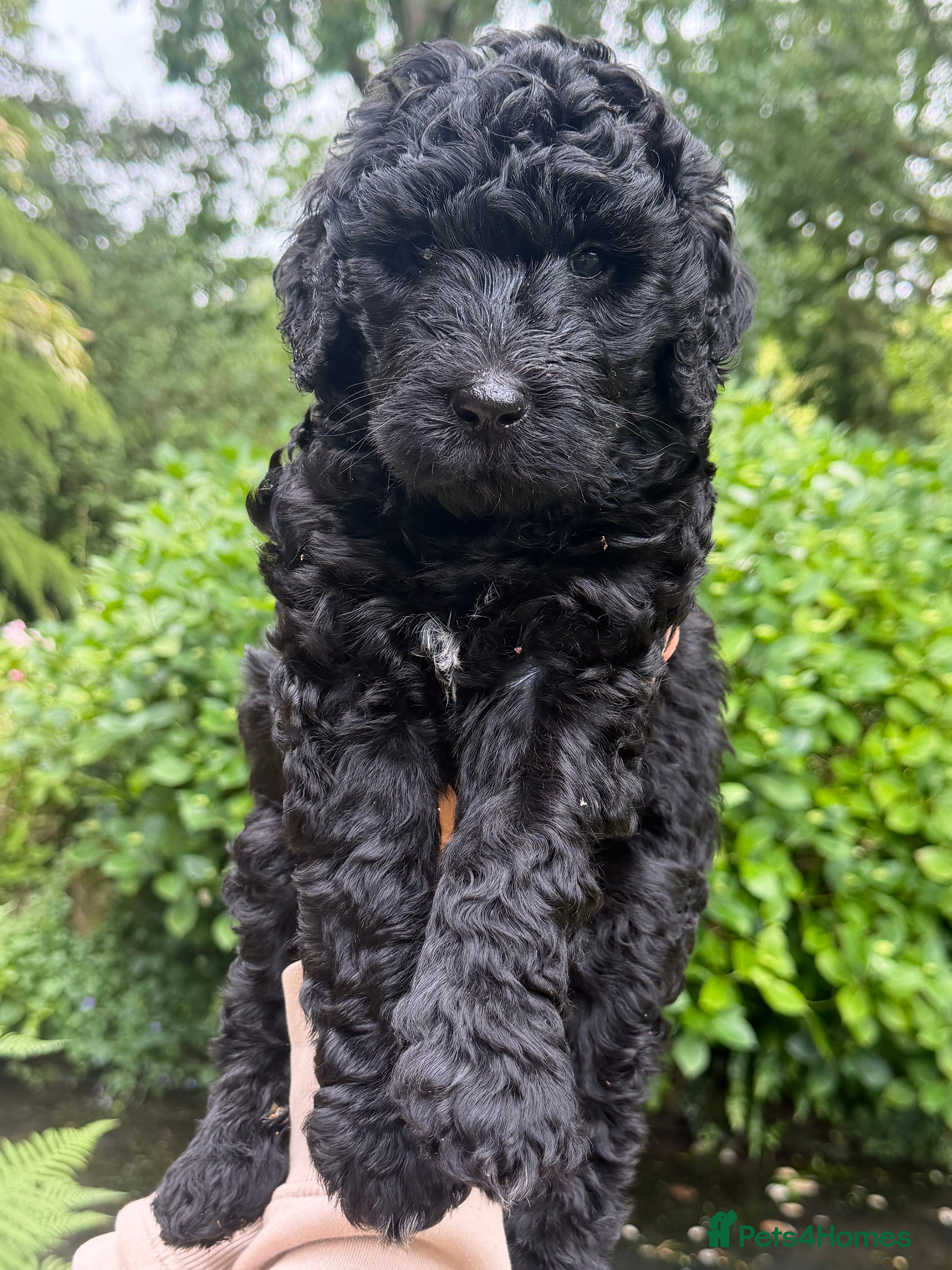 Labradoodle dogs Labradoodle Standard Puppies - Advert 2