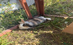 Lionhead rabbits for sale: Splodge - Advert 2