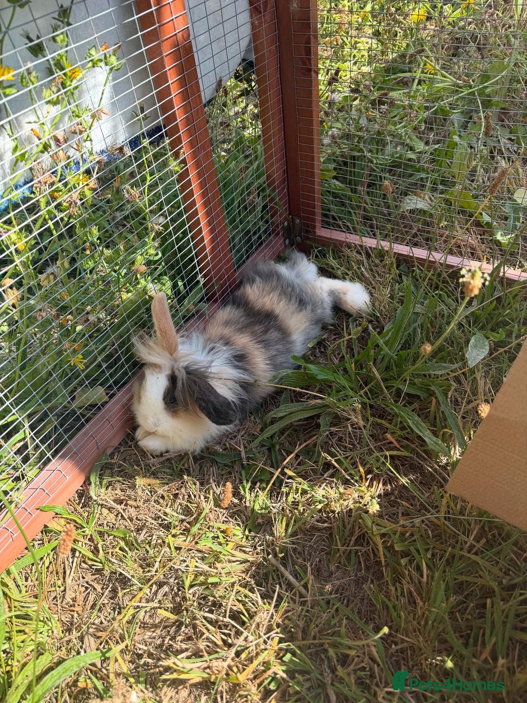 Lionhead rabbits for sale: Splodge - Advert 2