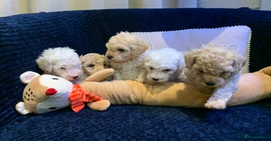 Toy Poodle dogs ✨Beautiful Litter of Healthy Poodle Puppies ✨🐩 - Advert 9