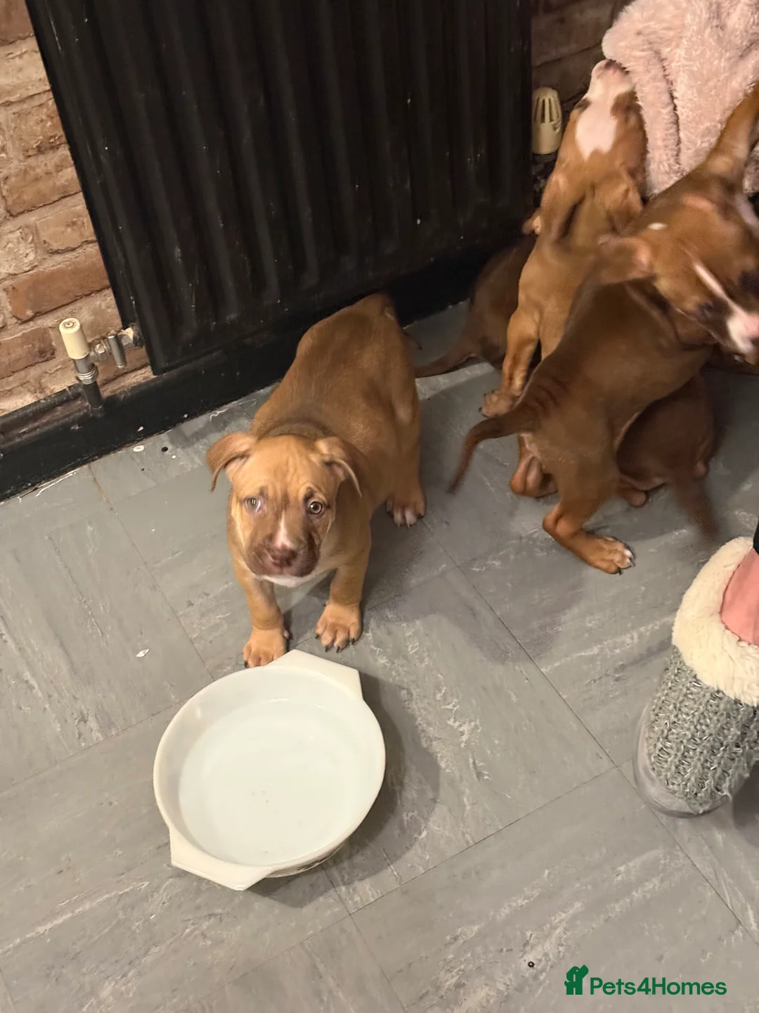 Mixed Breed dogs for sale: Cane Corso mixed  - Advert 3