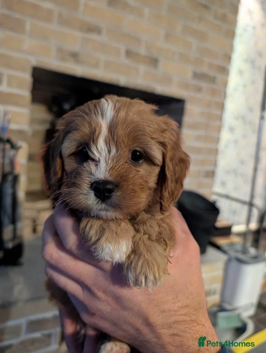 Cavapoo dogs for sale: ❤️F1 CAVAPOO GIRL❤️ HEALTH TESTED PARENTS!🐩 - Advert 2