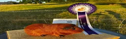Guinea Pig rodents for sale: Father & Son Bonded Pair - Advert 2