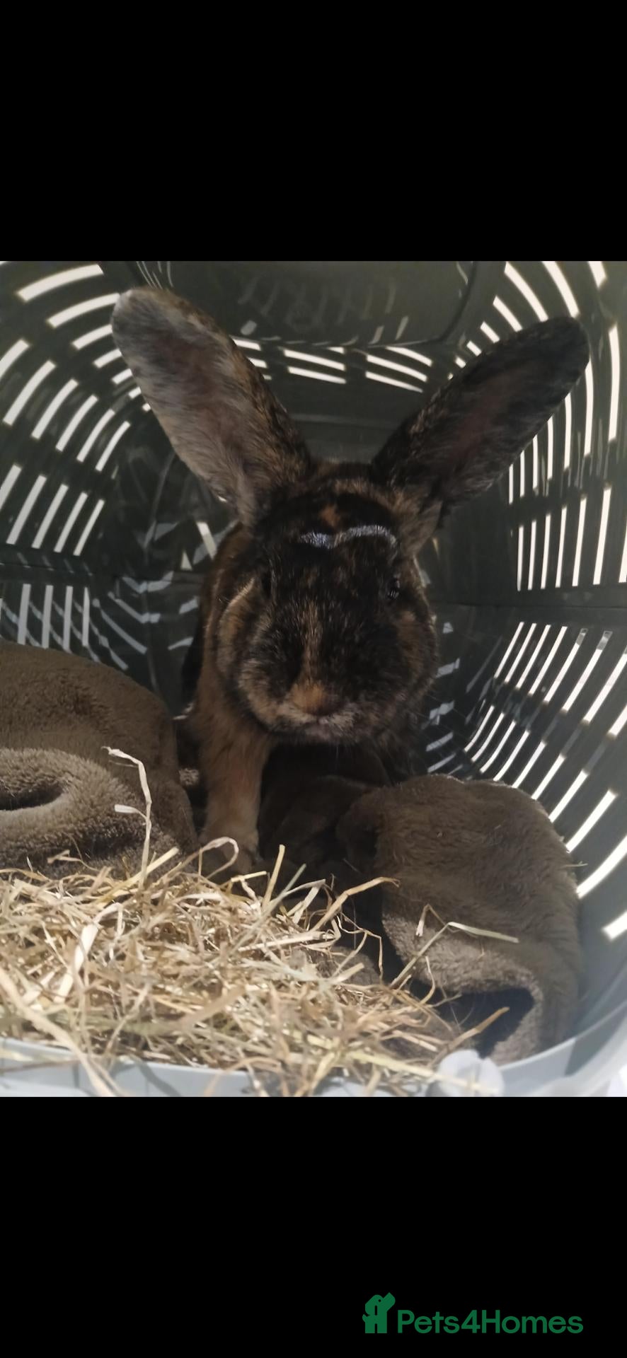 Harlequin rabbits Beautiful 1 year old male - Advert 2