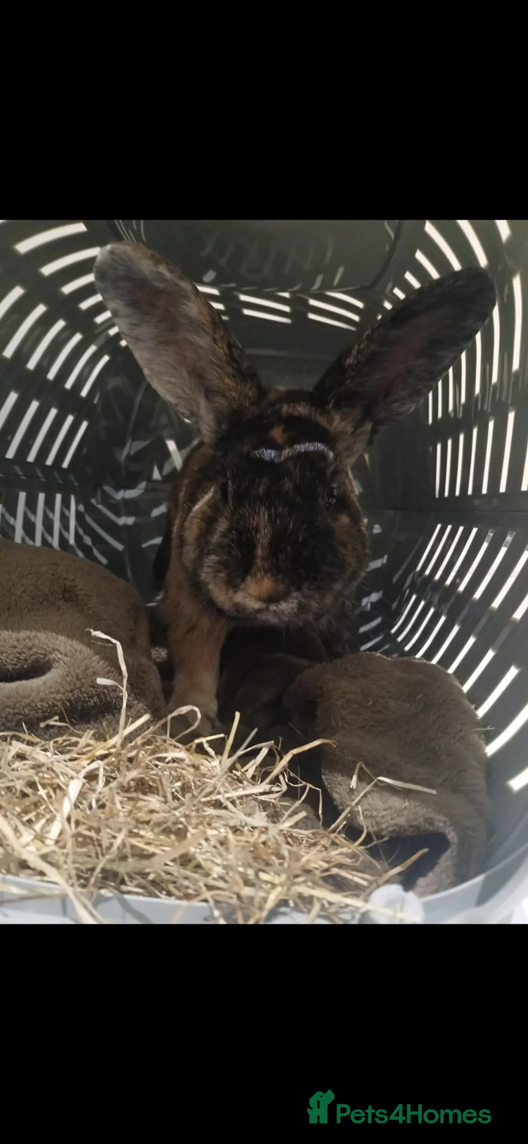 Harlequin rabbits for sale: Beautiful 1 year old male - Advert 1