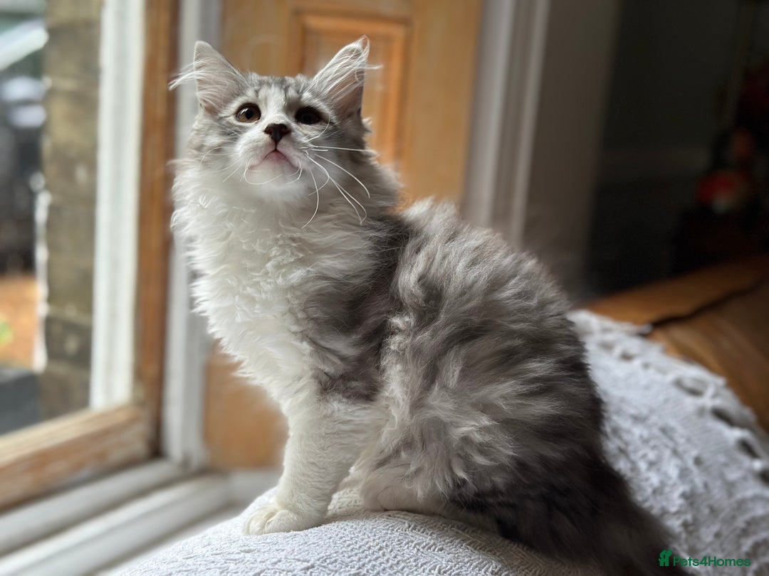 Siberian cats for sale: TICA Siberian Kittens Hypoallergenic Family Raised - Image 3