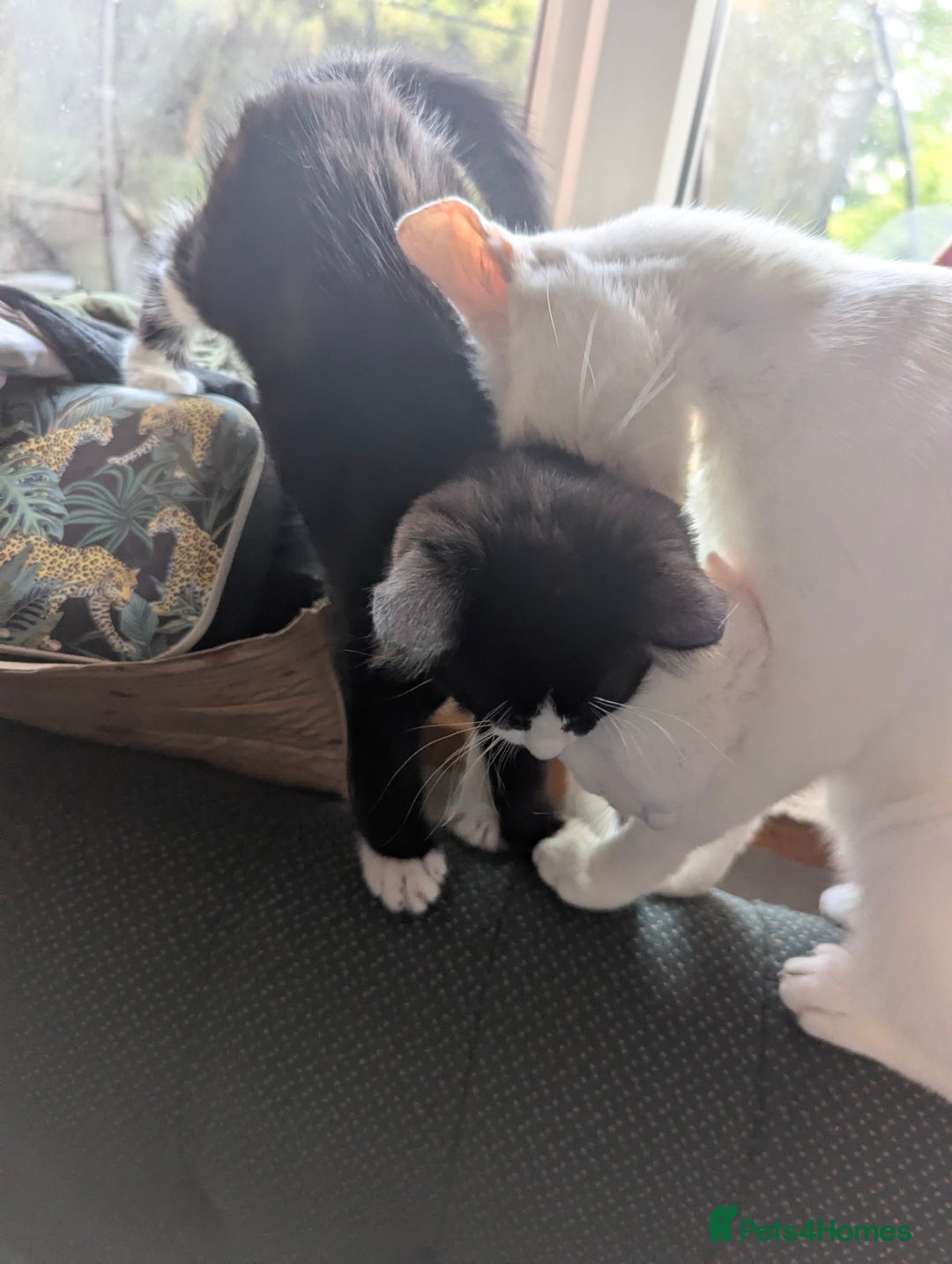 Domestic Shorthair cats for sale: Our last Girl, Playfull & loving, Well handled* - Image 3