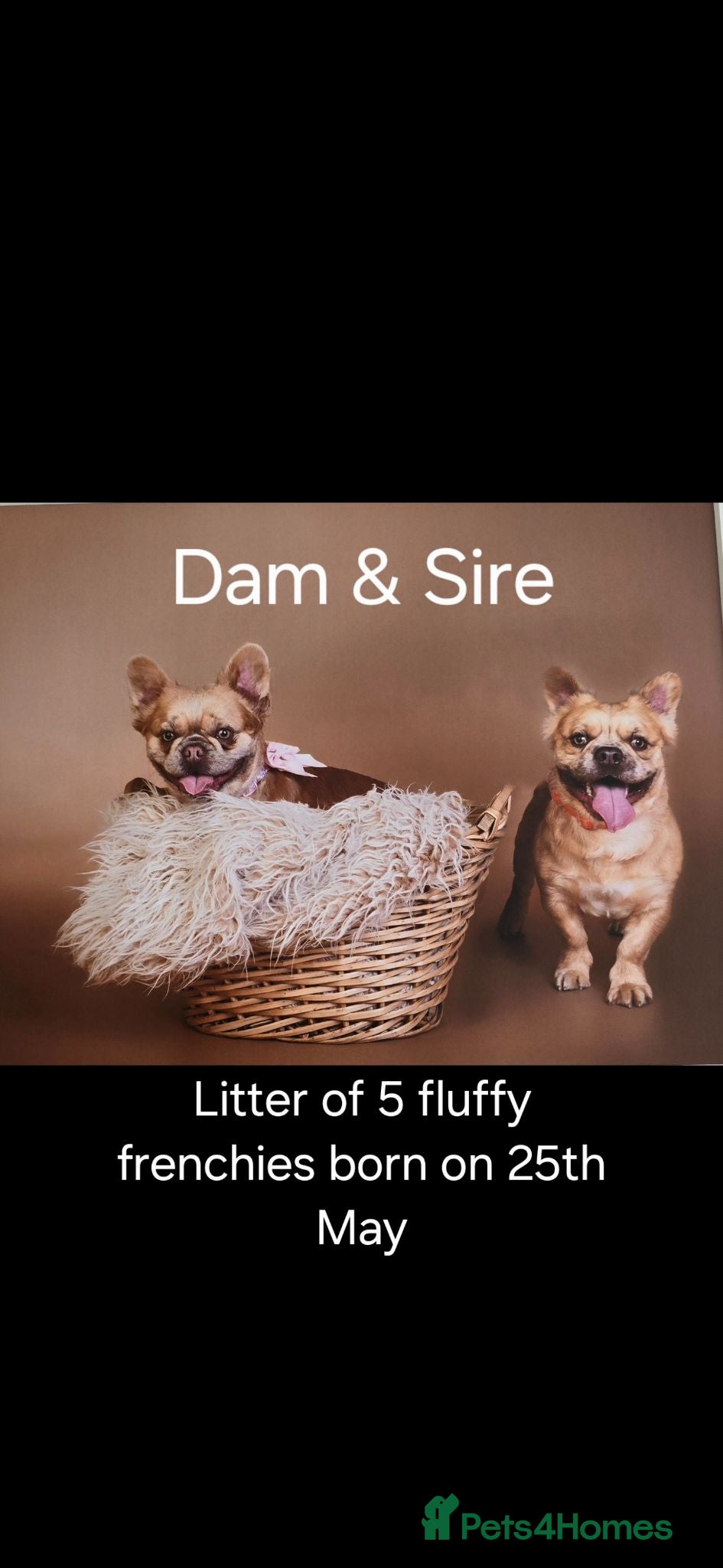 French Bulldog dogs Fluffy frenchies - Advert 8