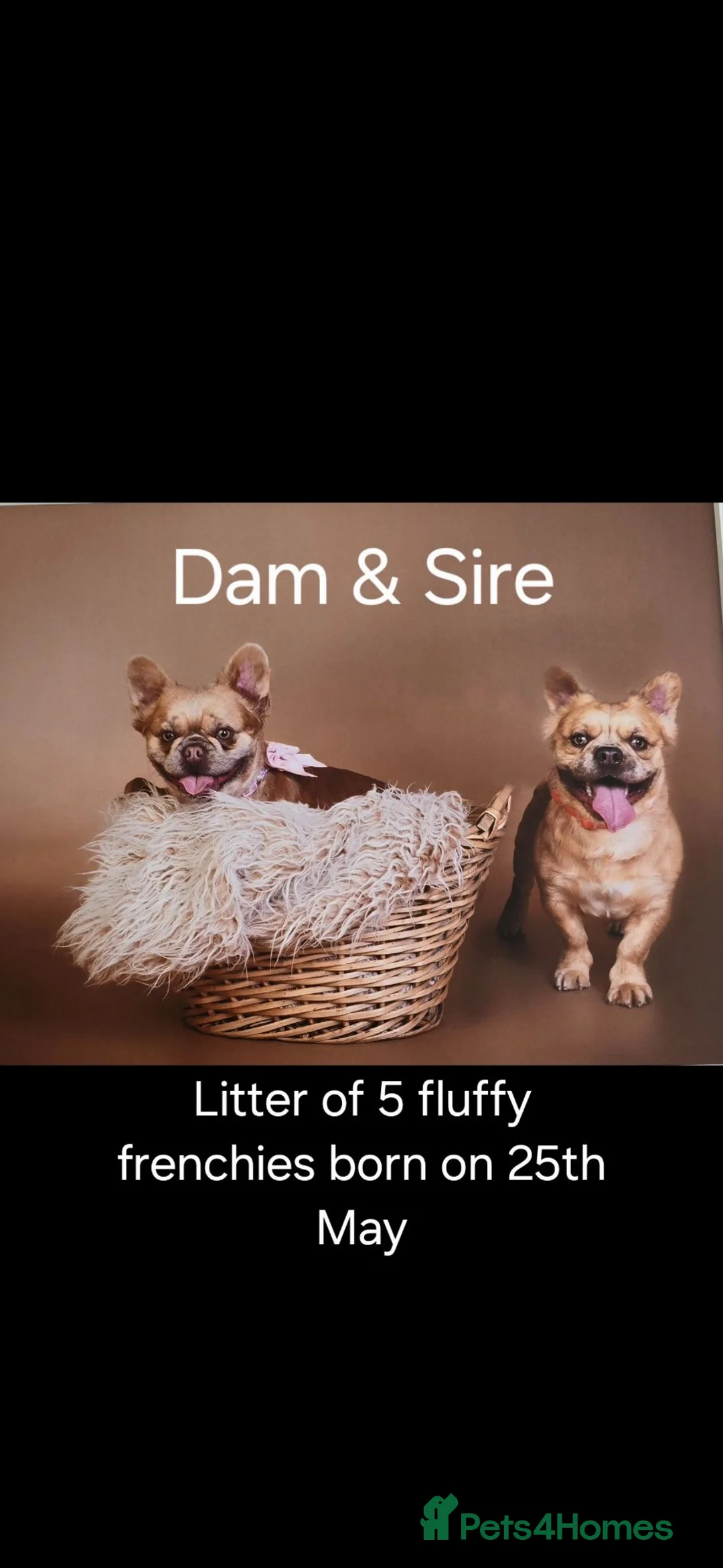 French Bulldog dogs for sale: Fluffy frenchies - Advert 1