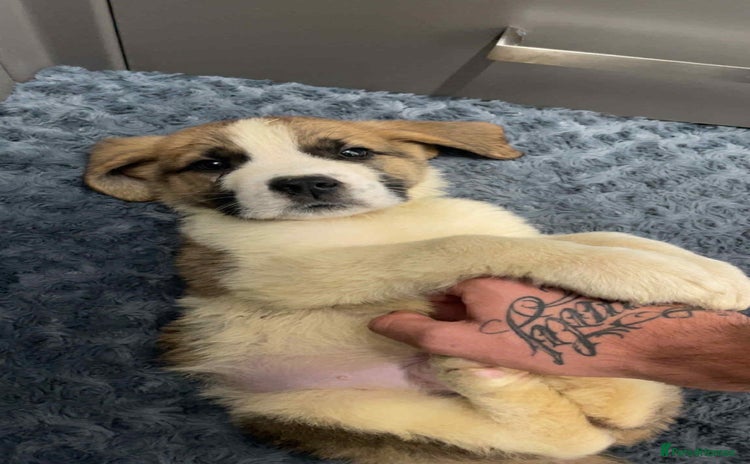Saint Bernard dogs - Advert 1