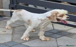 American Cocker Spaniel dogs for adoption: Ozzy! - Image 4