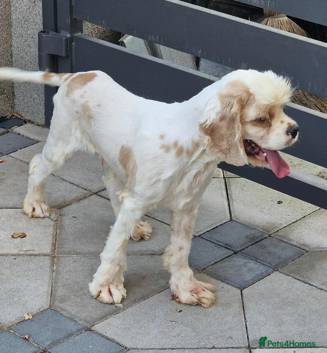 American Cocker Spaniel dogs for adoption: Ozzy! - Image 4