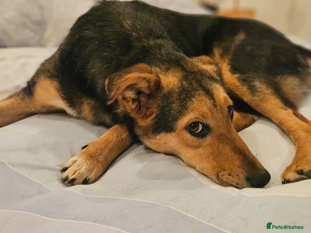 Mixed Breed dogs for adoption: 🐾 Meet Larisa - a gentle girl for a Loving Home💛 - Advert 27