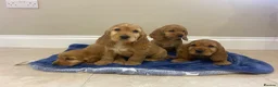Cocker Spaniel dogs for sale: Adorable golden and balck and tan cocker spaniels  in Llanon - Advert 5