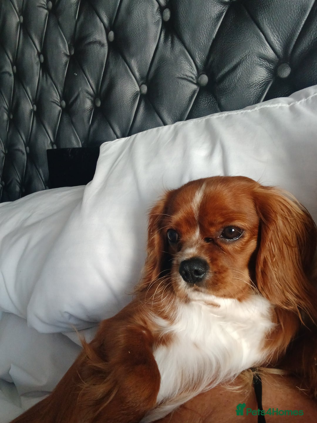 Cavalier King Charles Spaniel dogs for sale: Male 11 months  - Advert 1