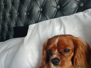 Cavalier King Charles Spaniel dogs Male 11 months - Advert 1