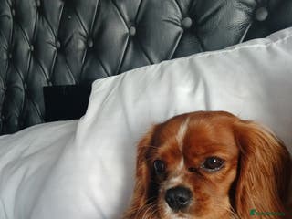 Cavalier King Charles Spaniel dogs Male 11 months - Advert 5