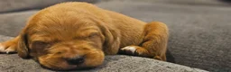 Labrador Retriever dogs for sale: 1 bitch available dark fox red KC registered  - Advert 3