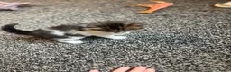Domestic Shorthair cats for sale: Domestic Shorthair kittens  in Pontefract - Advert 4
