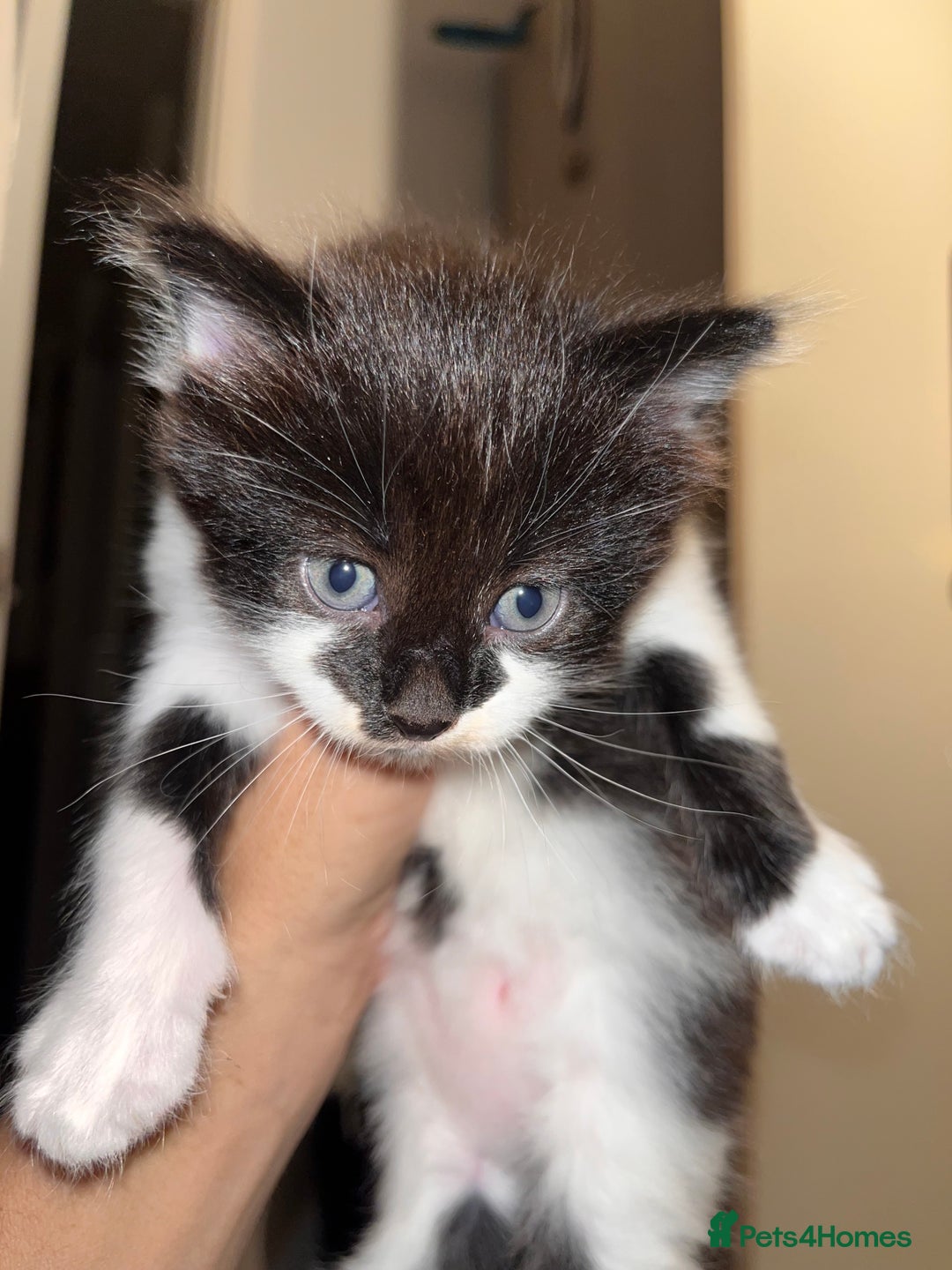 British Longhair cats for sale: Beautiful fluffy kitten’s - Image 1