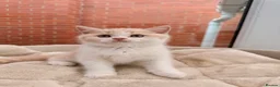 British Shorthair cats for sale: Stunning GCCF British Shorthair Cream Bicolour Boy - Advert 20