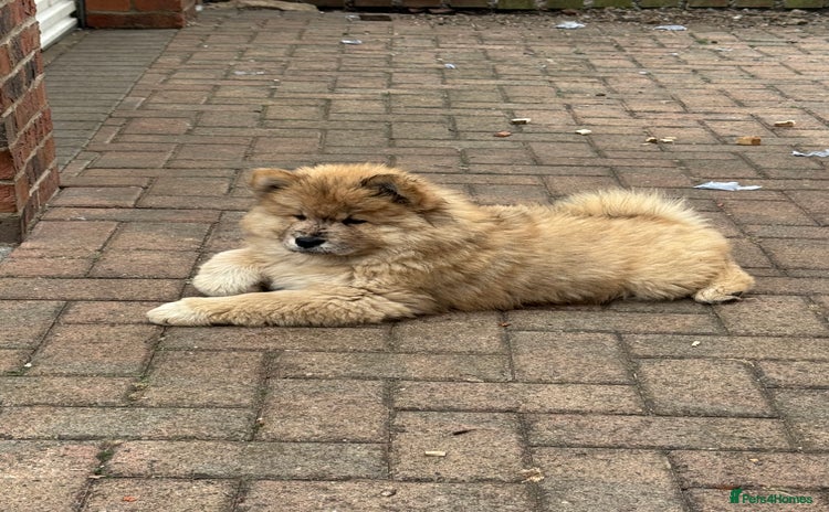 Chow Chow dogs - Advert 1