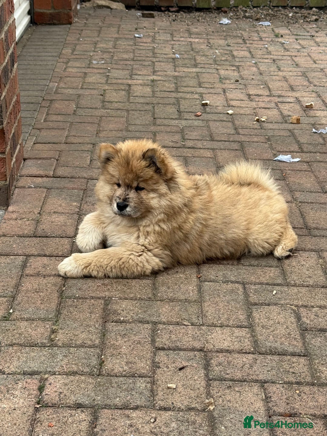 Chow Chow dogs for sale:  🐾 LAST TWO Ready to go STUNNING GIRL chow chows* - Image 16