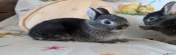 Netherland Dwarf rabbits for sale: Netherland dwarf rabbits - Advert 15