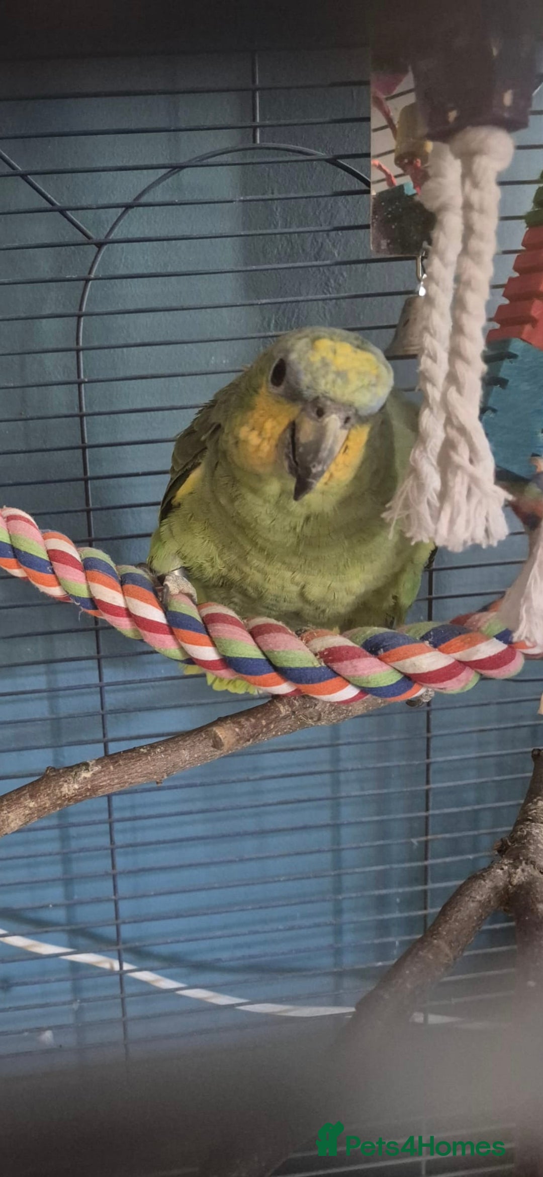 Parrots birds for sale: Beautiful Amazon parrot - Advert 2