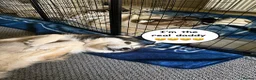 Mixed Breed dogs for sale: Husky Hybrid Puppies (Utonagans)  - Advert 14