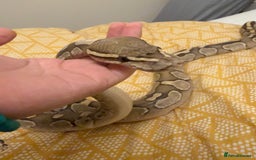 Python Snake reptiles for sale: Royal python for rehoming  - Image 3