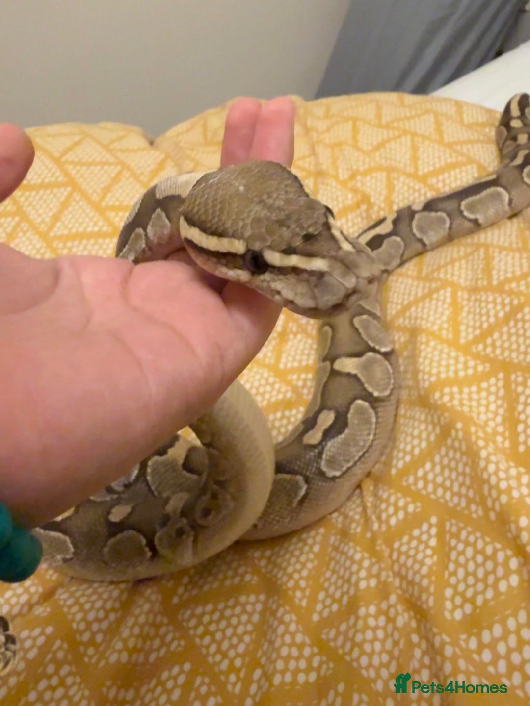 Python Snake reptiles for sale: Royal python for rehoming  - Image 3