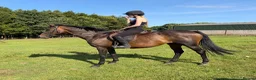 Irish Thoroughbred horses for sale: Happy Hack, ride and lead mum/daughter share - Advert 3