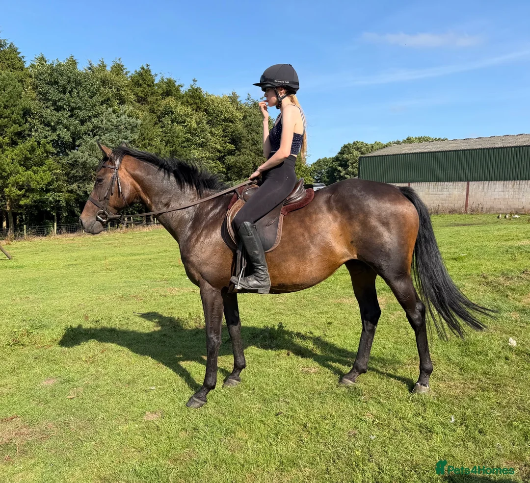 Irish Thoroughbred horses for sale: Happy Hack, ride and lead mum/daughter share - Advert 3