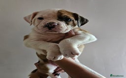 Alapaha Blue Blood Bulldog dogs for sale: IABBR. Health tested. Top lines.  - Advert 9