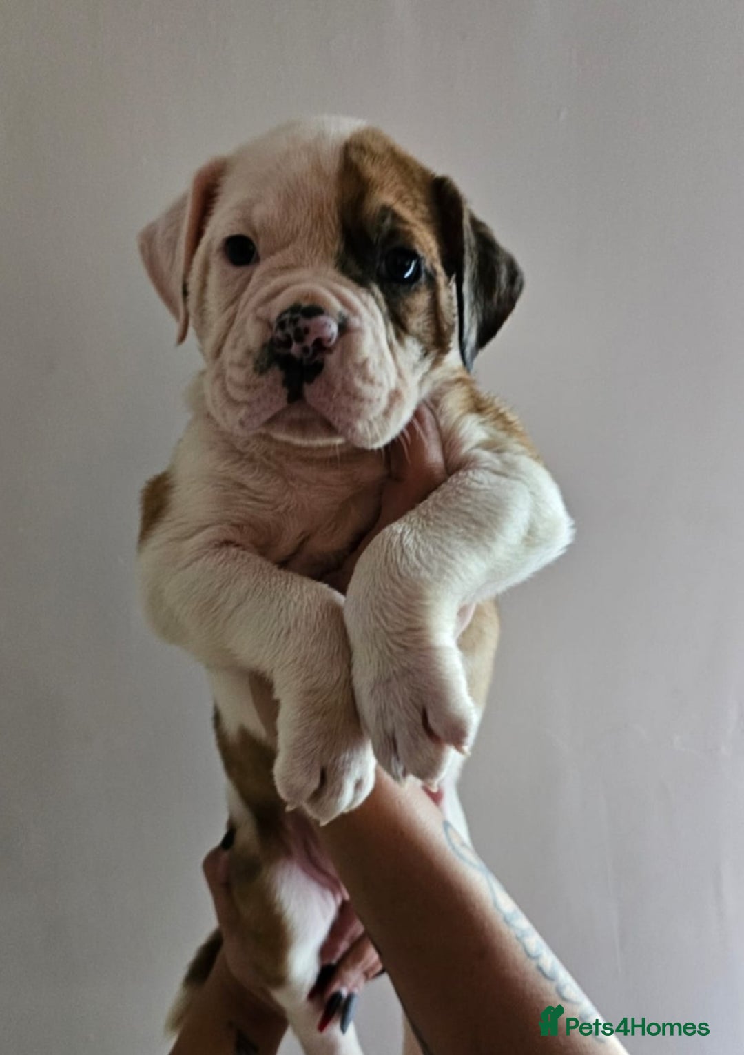 Alapaha Blue Blood Bulldog dogs for sale: IABBR. Health tested. Top lines.  - Advert 9