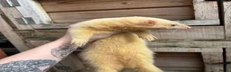 Ferret rodents for sale: Female ferret in Nottingham - Advert 5