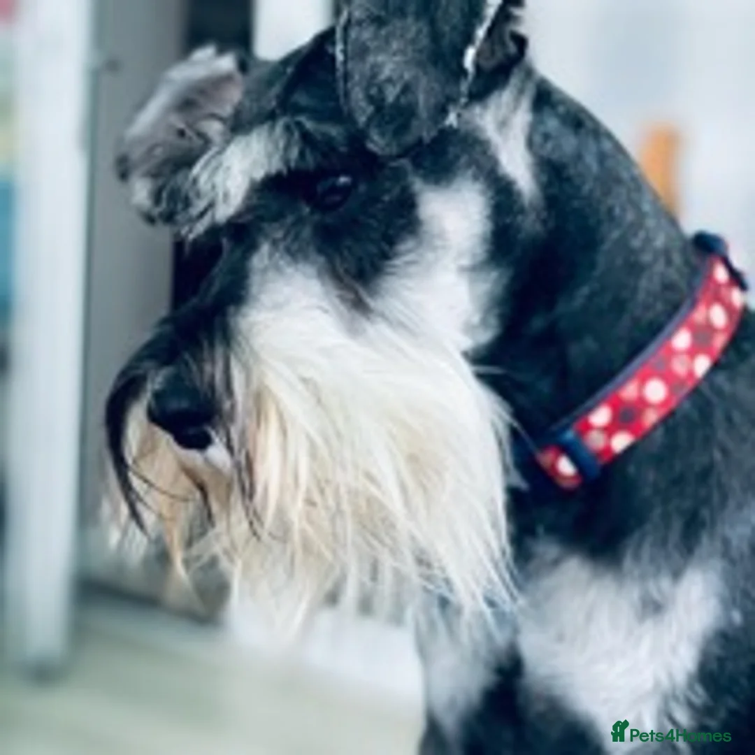 Miniature Schnauzer dogs for stud: MS Stud KC registered in Bradford - Advert 2